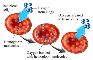 Oxygen in blood cell in Ozone therapy